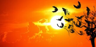 Scoperto un pipistrello che non vola ma striscia all’indietro Pipistrelli